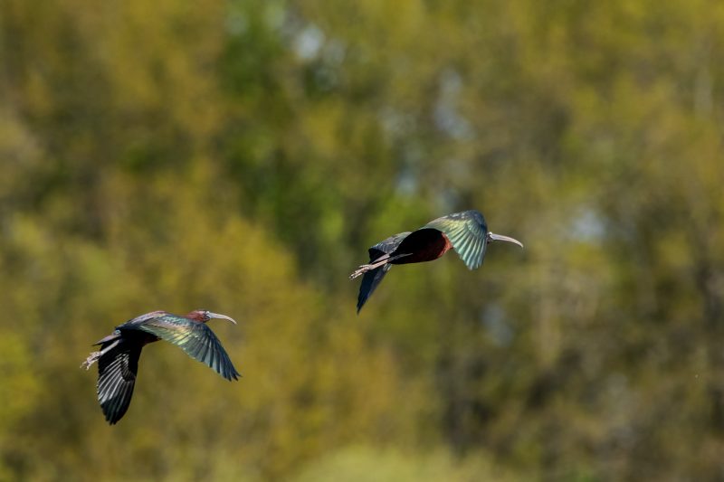 Ibis falcinelles en Loire-Atlantique